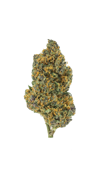 Northern light - Aroma Blomst