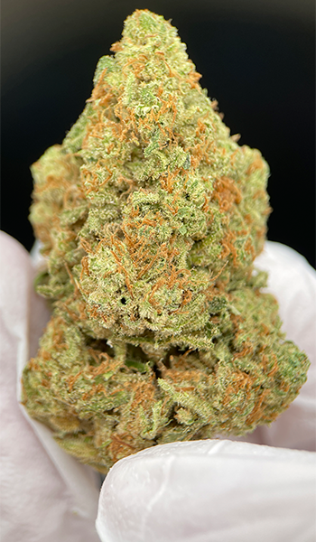 CBD Amnesia Haze