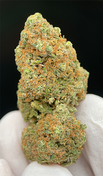 Girls Scout Cookies | CBD >17% 